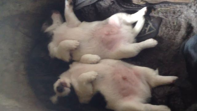 Щенята спят 😴😴 смотреть онлайн