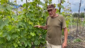 Подкормка винограда кальциевой селитрой после цветения