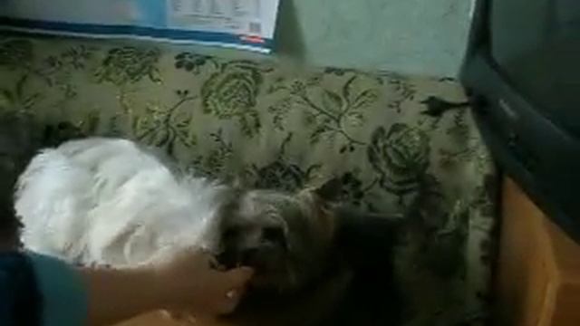 йоркширские терьеры и мальтезе за столом смотреть онлайн