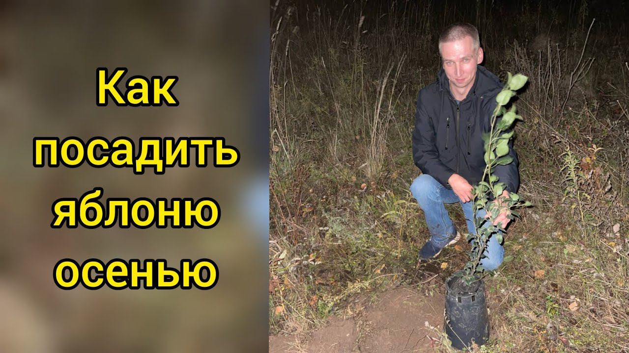 Посадка плодовых саженцев под зиму смотреть онлайн