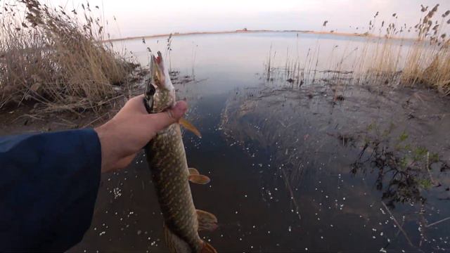 ХОДОВАЯ РЫБАЛКА НА ЩУКУ. ВЕРТУШКИ РУЛЯТ. смотреть онлайн