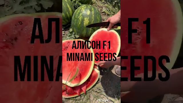 АРБУЗ АЛИСОН F1 / ALISON F1 MINAMI SEEDS смотреть онлайн
