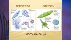 "Тип Саркожгутиконосцы", Биология 7 класс, Сивоглазов.mp4