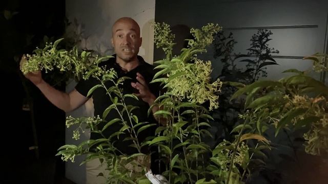 Discover Cestrum nocturnum, night-blooming jasmine - A l'ombre des figuiers, online nursery смотреть онлайн