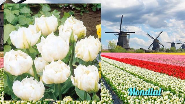 45 лучших сортов тюльпанов смотреть онлайн