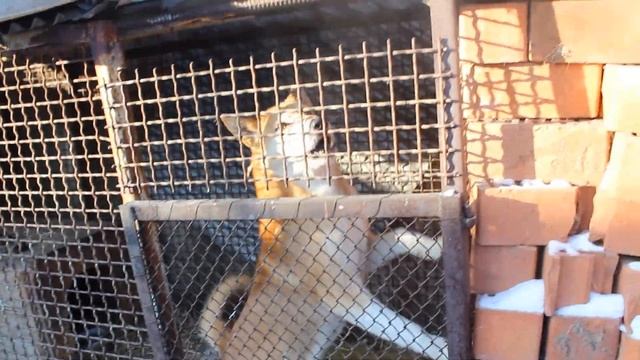 ВС зверовые лайки. есть щенки. только охотникам! смотреть онлайн