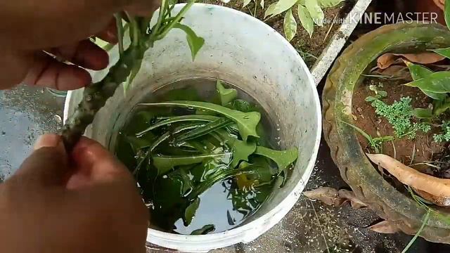 Propagation Of Plumeria Pudica From Cutting || Just do it & see the Result within 30 Days смотреть онлайн