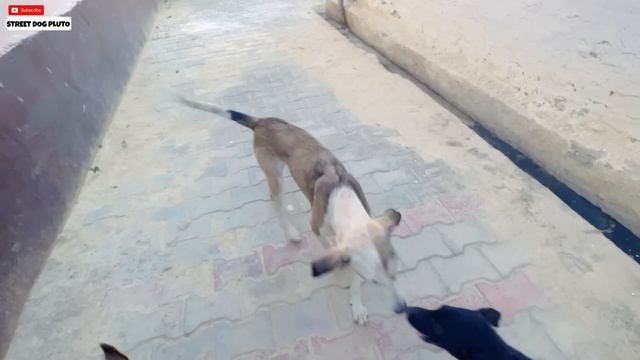 Full Introduction vlog ? Sasta Introduction ? | #2 | #vlog #dog смотреть онлайн