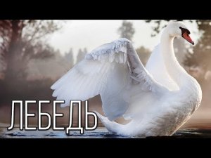 ?Интересные факты про лебедей