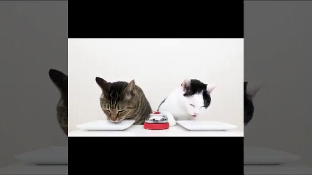 Do You Want To Own Such Smart And Lovely Cats смотреть онлайн