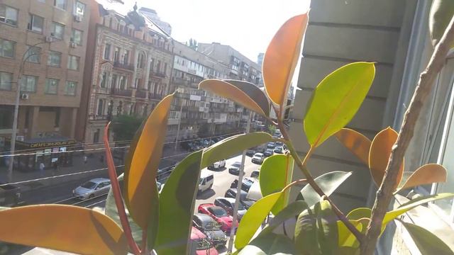 Фикус красавец. Загорел на солнышке. Подрумянился