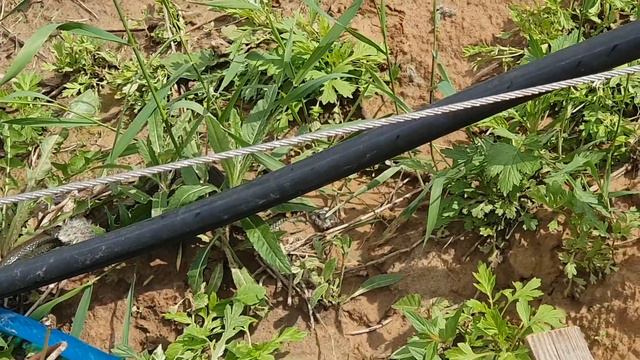 Срочно в номер! Атака змей. смотреть онлайн