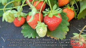 Земляника Фестивальная