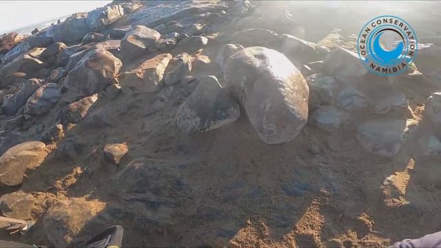 Seal Rescue With Ankle Twist смотреть онлайн