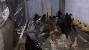 Каких кур лучше завести начинающим?