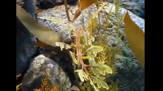 ТОП 5 САМЫХ СТРАННЫХ И НЕОБЫЧНЫХ СУЩЕСТВ!!!! смотреть онлайн