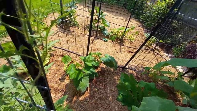 Is the HEAT killing our GARDEN?! смотреть онлайн