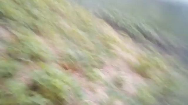 Гуляю много лягушек смотреть онлайн