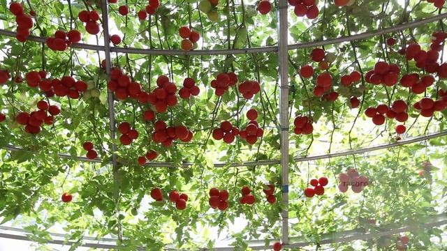 Томатное дерево - Миф или Реальность? смотреть онлайн