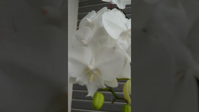 Phalaenopsis Charming Crystal Water 水結晶