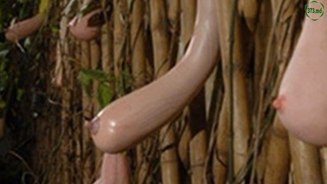 Дыня в форме женской груди смотреть онлайн