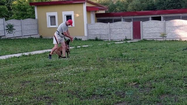 Послушайте бельгийская овчарка Шакира смотреть онлайн