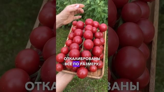 Томаты черри РОЗНАРИ смотреть онлайн