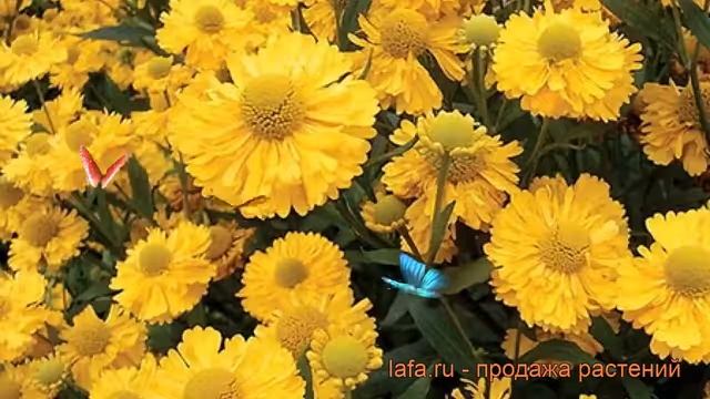 Гелениум осенний Дабл Трабл (double trouble) ? обзор: как сажать, рассада гелениума Дабл Трабл смотреть онлайн