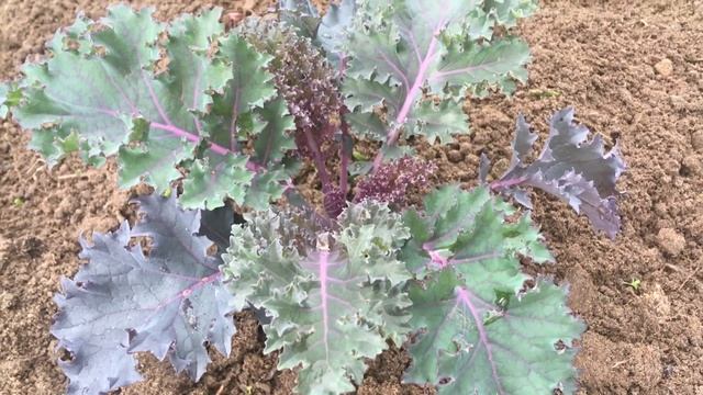 Декоративная капуста Скарлет : интересный сорт, новинка в моем саду, выращивание из семян смотреть онлайн