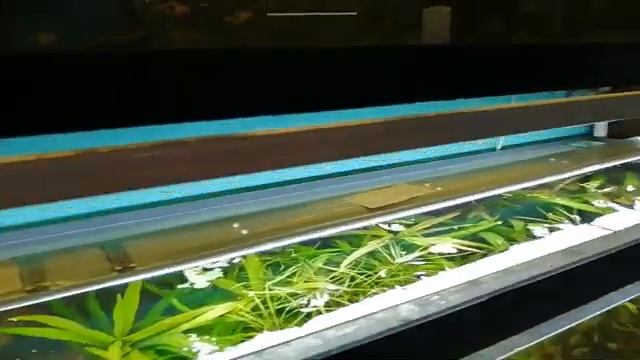 Мощнейший обзор стеллажа по вашим просьбам.. Как из чего размер. Аквариумы.Разводня дома. смотреть онлайн