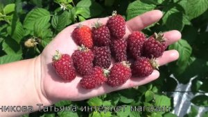 БУКИНГЕМ ТАЙБЕРРИ ежемалина раннего срока созревания с бесшипными побегами