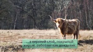 Хайленд: Этим коровам не страшна зима. Как суровые условия превратили бурёнку в чубаку