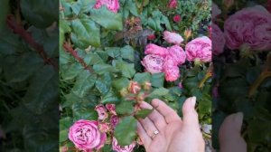 Centenaire de l'Haÿ-les-roses ® (Mascenthay)Dominique Massad Франция, 2004