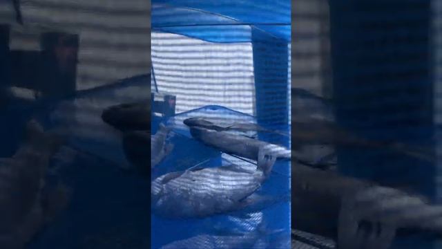 Сетка для сушки рыбы смотреть онлайн