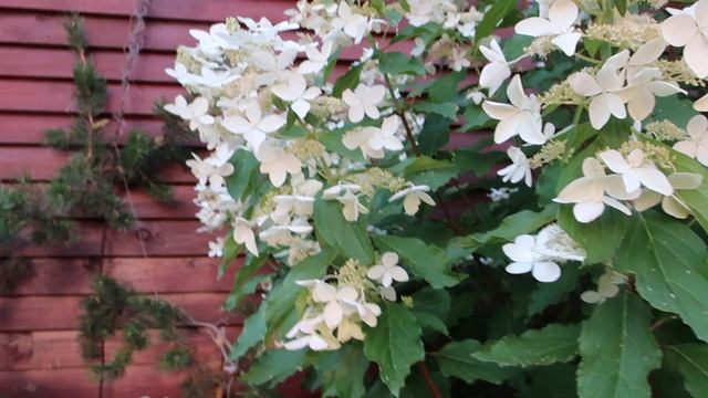 Метельчатая гортензия MAGICAL STARLIGHT смотреть онлайн