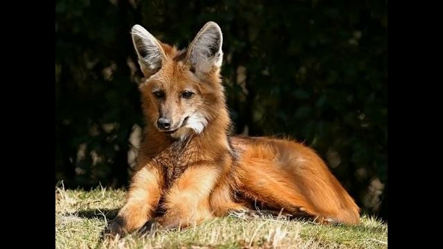 Гривистый волк!!!Редкие животные!!! смотреть онлайн