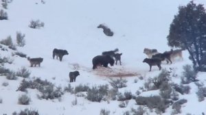 ЖЕСТЬ ВОЛКИ АТАКУЮТ МЕДВЕДЯ / КТО ПОБЕДИТ?