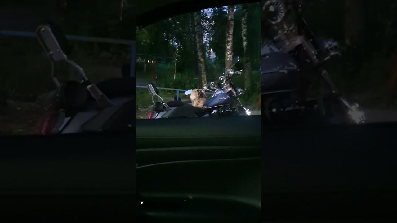 ❗️❗️❗️Кот байкер❗️❗️❗️#shorts #байк #кот #котики #котбайкер #животные #cat #юмор #забавныеживотные смотреть онлайн