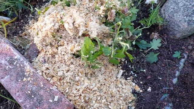 Хризантема МУЛЬТИФЛОРА, укрытие на зиму смотреть онлайн