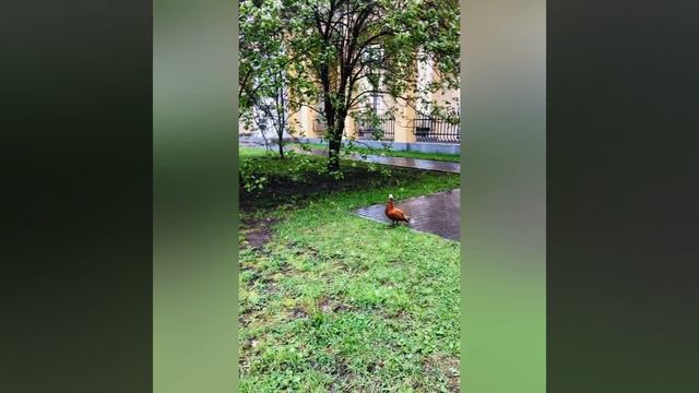 Огарь в шоке от происходящего😵💫 07.05.2024 Зимушка Зима пришла ❄️❄️❄️ смотреть онлайн