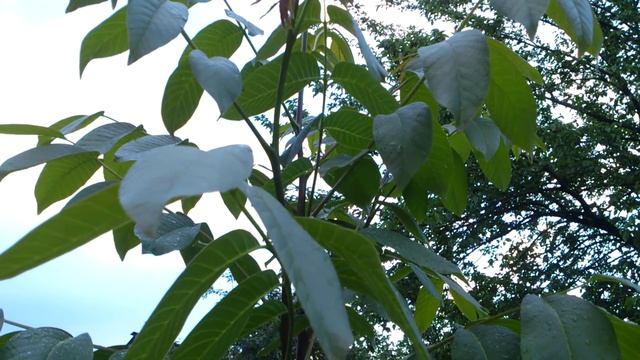 А грецкий орех оказался вовсе не идеалом! смотреть онлайн