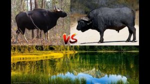 ГАУР VS БУЙВОЛ GAUR VS BUFFALO
