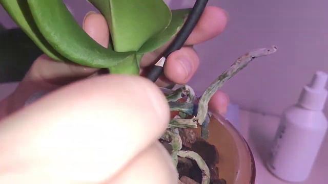 С "шикарного" пелора, до реанимашки за несколько дней!!!😟🤯😭 смотреть онлайн