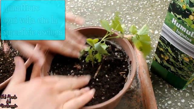 Humulus lupulus (Luppolo) e Clematis (Clematide) - travaso coltivazione e tantissime curiosità смотреть онлайн