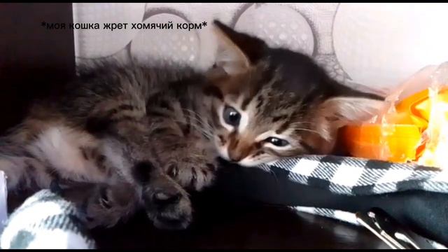 ПОКА У МЕНЯ ОЧЕНЬ МАЛЕНЬКАЯ АУДИТОРИЯ И ЗА 2 ВИДЕО НЕ НАБЕРЁТСЯ МНОГО ПОДПИСЧИКОВ, буду снимать фиг смотреть онлайн