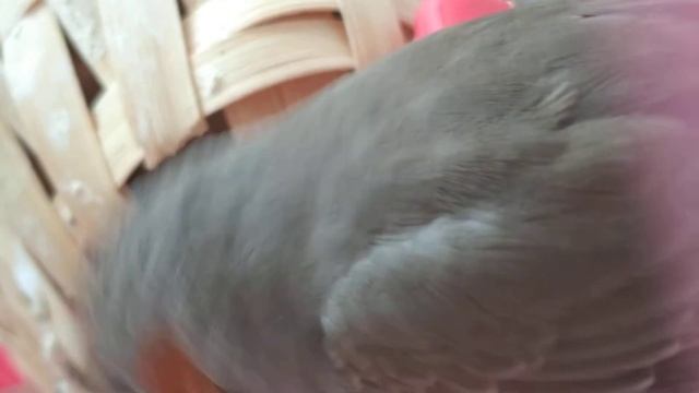 Птенцы Зебровых Амадин - КАК ПТИЦЫ КОРМЯТ ПТЕНЦОВ ?❤️ смотреть онлайн