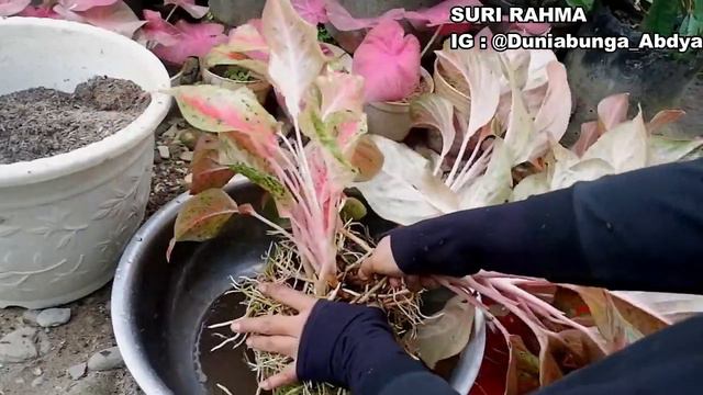 CACAH AGLONEMA SUPER GAMPANG!! CEK HARGA, NONTON SAMPE HABIS!!