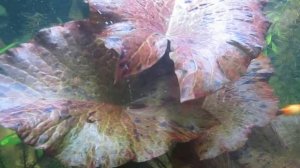 Красная тигровая нимфея