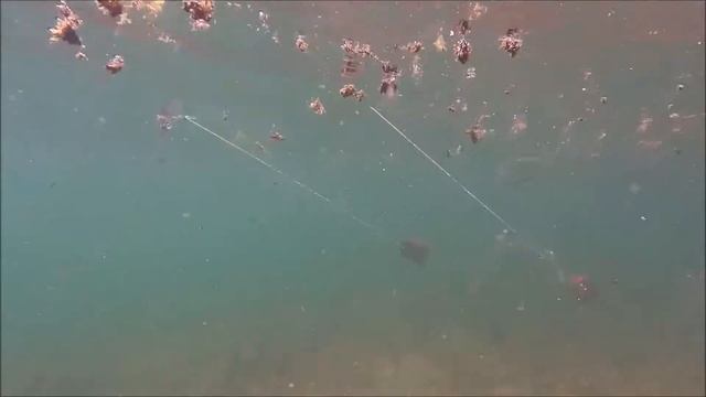 GIT Laghetto di Astano 21-05-2017 prova rete "volante" смотреть онлайн