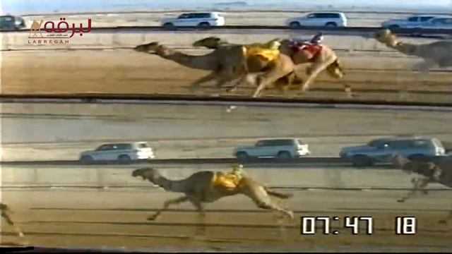 هملول لـ سعيد محمد زايد الخيارين (سباق المستشار 23-12-2008) الشداد الفضي للثنايا قعدان 13:09:16 смотреть онлайн